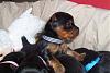Mika's puppies updates-travis_17_days_300.jpg