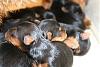 12 babies - Largest Yorkie Litter???-img_6110.jpg