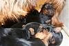 12 babies - Largest Yorkie Litter???-img_6111.jpg