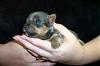 Platinum Yorkie?-m_d798bb4e585b4de09760313bb6936be8.jpg