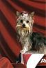 Platinum Yorkie?-m_0fa5517cfed5447aa06208d45129f171.jpg