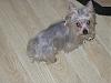 Platinum Yorkie?-l_3c4f7de338d94327909c7090952e98a5.jpg