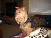 Adopting a Yorkie-march22-zipper-daisy-030.jpg