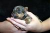 Any pics of a blue born yorkie?-m_d798bb4e585b4de09760313bb6936be8.jpg