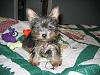 Any pics of a blue born yorkie?-3312e61632d696d616765732e6d79737061636563646e2e636f6d2f696d6167657330322f342f6c5f613733616666333.jpg