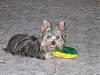 Any pics of a blue born yorkie?-l_3ffedcd328ab4e7b856443446cda5829.jpg