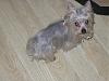 Any pics of a blue born yorkie?-l_3c4f7de338d94327909c7090952e98a5.jpg