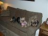 We just got back from Patti's (pics and movies)-gracie-her-friends-031.jpg
