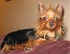 Red legged Yorkie-scooter-1.jpg