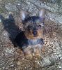 Red legged Yorkie-img_0339-1.jpg