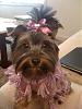 Yorkie's ears-bailee-groomed.jpg