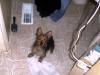 Attack of the killer-uh dead flys!-prince-after-bath.jpg