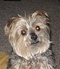 Newbe to YorkieTalk-img_8519.jpg