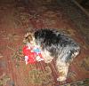 Newbe to YorkieTalk-img_8538.jpg