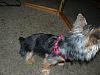 Puppy Cut pictures-gracie-kids-046.jpg