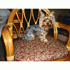 Puppy Cut pictures-anigif-mikey.gif