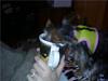 Funny things your dog does?-chloe-my-cup.jpg