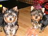 Post your yorkie Pic...-rsz_the_boys_003.jpg