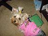 Post your yorkie Pic...-spoil.jpg