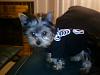 Post your yorkie Pic...-0323092335.jpg