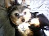 Post your yorkie Pic...-isghs.jpg