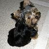 Post your yorkie Pic...-bella-after-first-hair-cut.jpg