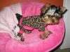 Tatum's Luxating Patella Surgery is Tomorrow (Wednesday)...PLEASE SAY PRAYERS!!!-1.jpg