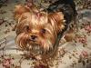 Tatum's Luxating Patella Surgery is Tomorrow (Wednesday)...PLEASE SAY PRAYERS!!!-2.jpg