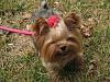 Tatum's Luxating Patella Surgery is Tomorrow (Wednesday)...PLEASE SAY PRAYERS!!!-3.jpg