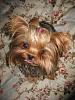 Tatum's Luxating Patella Surgery is Tomorrow (Wednesday)...PLEASE SAY PRAYERS!!!-4.jpg