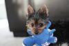Taking good pictures of your yorkie...-new-50mm-buster-pictures-023.jpg