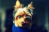 Taking good pictures of your yorkie...-2977626487_54b8bbfa80_o.jpg