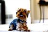 Taking good pictures of your yorkie...-3263701381_8e5e10ab83_b.jpg