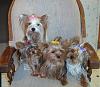 Taking good pictures of your yorkie...-077-460-x-400-.jpg
