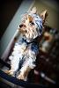Taking good pictures of your yorkie...-2977635243_ed578b92b1_o.jpg