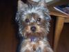 Do you take too many pictures of your Yorkie?-cutienov27.jpg
