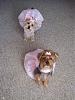 Teapot Yorkie owners...-112028.jpg