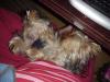 PIC of Charlie taking his morning snooze :)-mvc-022f.jpg