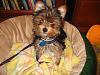 Teapot Yorkie owners...-march22-zipper-daisy-012.jpg