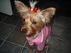 Teapot Yorkie owners...-005.jpg