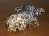 Is He a Yorkie or a Silky?-n510790107_1045416_8060.jpg