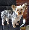 Is He a Yorkie or a Silky?-buddha1.jpg