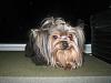 What product do you use to keep hair out of your yorkies eyes??-img_0724.jpg