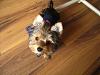 it's official...i'm a yorkie addict!-march22-zipper-daisy-031.jpg