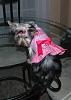 Sophie's new name harness!-sophies-new-harness.3.jpg