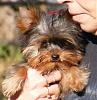 Anyone have a yorkie this small?-dscf3138em2.jpg