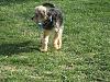 Yorkie train needed from Southern IN to Chicago IL!-truman-04_08.jpg