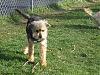 Yorkie train needed from Southern IN to Chicago IL!-truman-4_08-_2.jpg