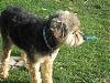 Yorkie train needed from Southern IN to Chicago IL!-truman-04_08_3.jpg