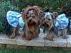 Taking good pictures of your yorkie...-pic7.jpg